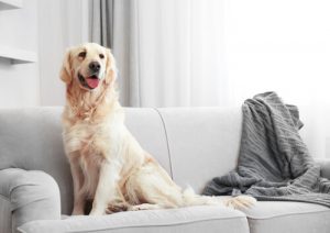 犬の毛を効果的に掃除する方法