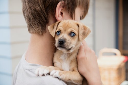犬と子供