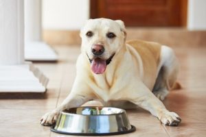 犬に餌を与えている時にあなたが犯している4つのミス