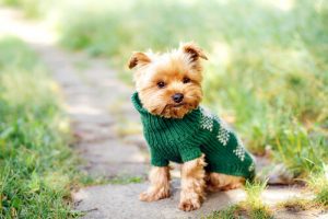 名前選び:小型犬向けの素敵な名前