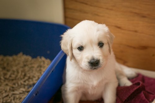 真っ白な子犬