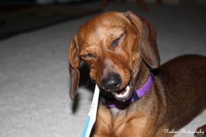 犬も歯が命:お口のケア忘れてない?