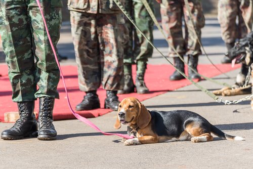 仕事をする犬