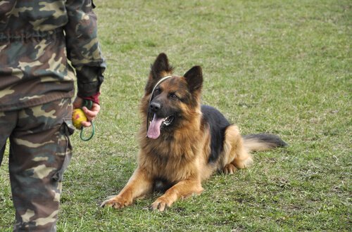 訓練を受ける犬