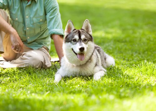 寝そべる犬