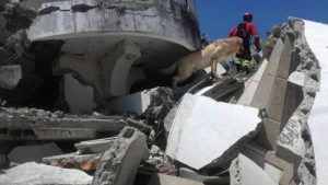 エクアドルの捜索救助犬:素晴らしい仕事ぶり
