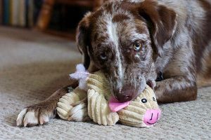 子犬との新しい遊び方