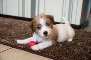 子犬に良い刺激を!子犬の社会化期が全てを決める?