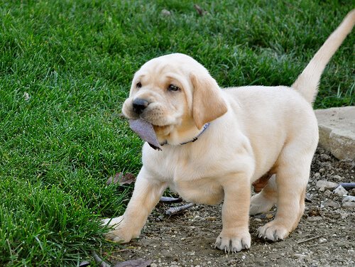 子犬