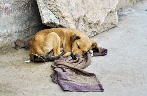 アメリカ南部の洪水被害：保護された犬たち