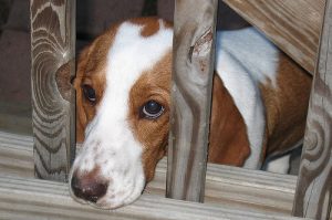 怯えている犬が見せる6つのサインと対処法