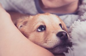 犬のアナフィラキシーにご注意を