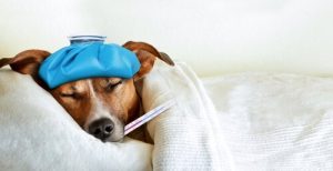 下痢をしている犬は何を食べるべき?