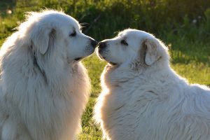 愛犬を社交的にするコツ