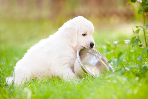 犬の健康を守り、悪い習慣や肥満を防ぐために、犬の餌の与え方を改善する必要