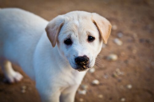 悲しそうに見つめる犬