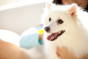 犬を人間扱いするのがよくない理由