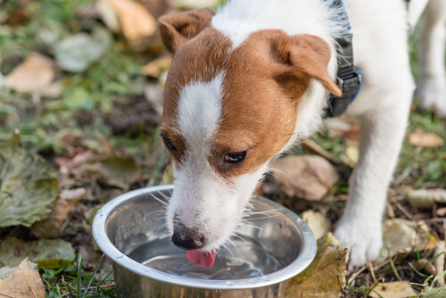 水を飲む犬
