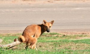 犬が下痢したら?:下痢の対処法