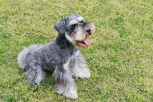 グループ2に当てはまる犬たち: FCIによる犬種の分類