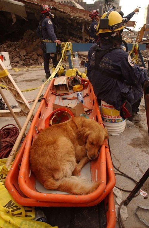 レスキュー犬のブルターニュ