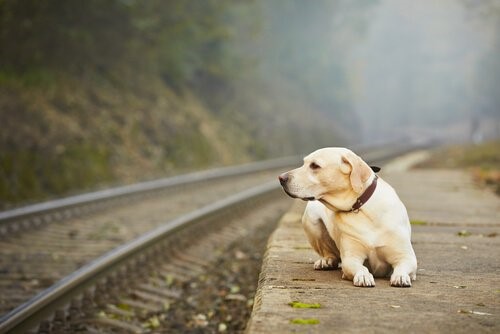 なぜ人はペットを見捨てるのか？