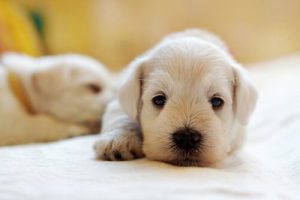 オリーブオイルがペットにもたらす効果