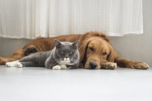 動物の整形手術:スペインでは禁止に