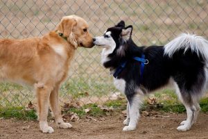 自分の犬が社交的じゃない時はどうすればいいの?
