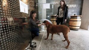 バーフレンドリー:犬に優しいレストランの最前線
