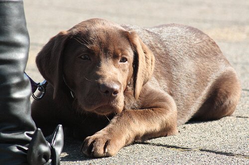 道端に座る犬