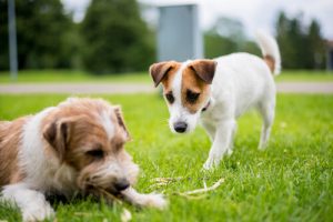 犬だって嫉妬でヤキモチを焼く:予防と対策