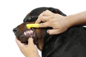 これで簡単!犬の歯磨き
