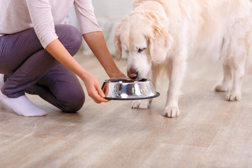 エサ入れから餌を食べる犬