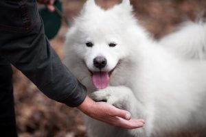 犬をもっとフレンドリーにする方法