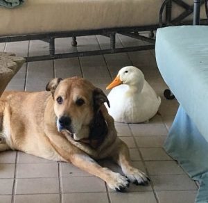 うつを患った犬がアヒルに出会って元気になる