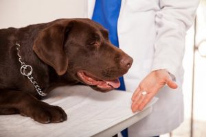 愛犬の虫下しをしてあげよう