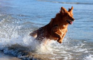 犬を海へ連れて行こう!愛犬と楽しい一日を