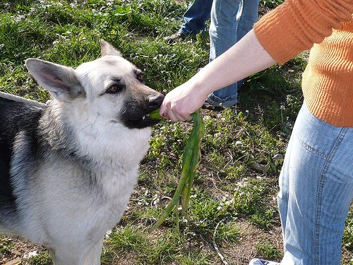 野菜を食べる犬