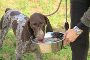 こんな効能も!愛犬にもオリーブオイルを