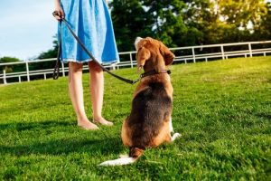 呼んだら来るようになる「おいで」の教え方ヒント5つ