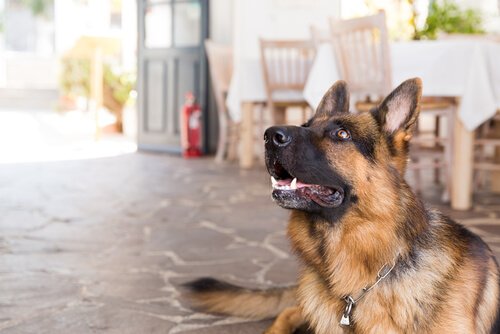 ペットと旅行をすることはもはや不可能なことではない