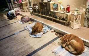 野良犬もお客様!イスタンブールのショッピングモール