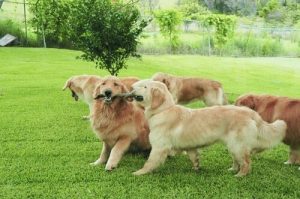 なんで犬はお互いの匂いを嗅ぎ合うの?