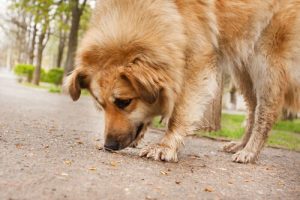 犬の拾い食いをやめさせるコツ