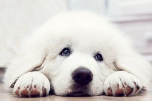 里親探しの犬の気持ちが分かる短編映画