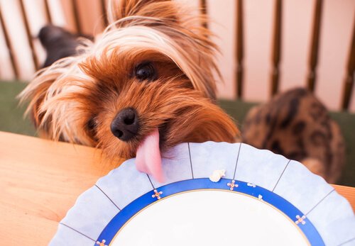 お皿を舐める犬