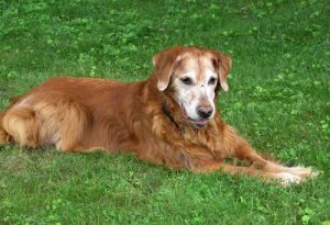 老犬を飼う7つのメリット