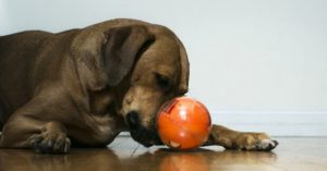 「Playdate」(プレイデート):新しい犬のおもちゃ