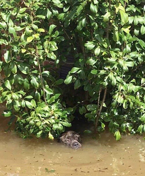 溺れないように懸命にもがく犬